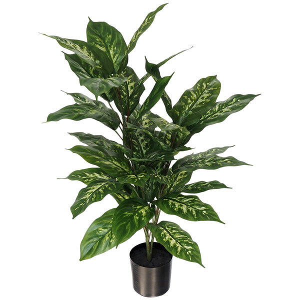 Cane plant 75cm