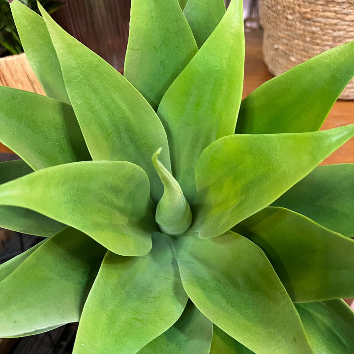 agave plant with stem