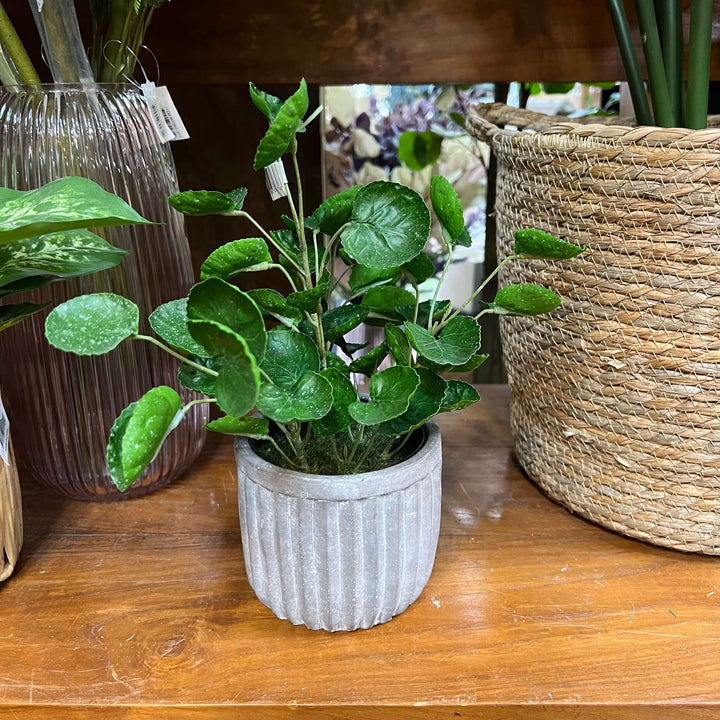 fake money plant