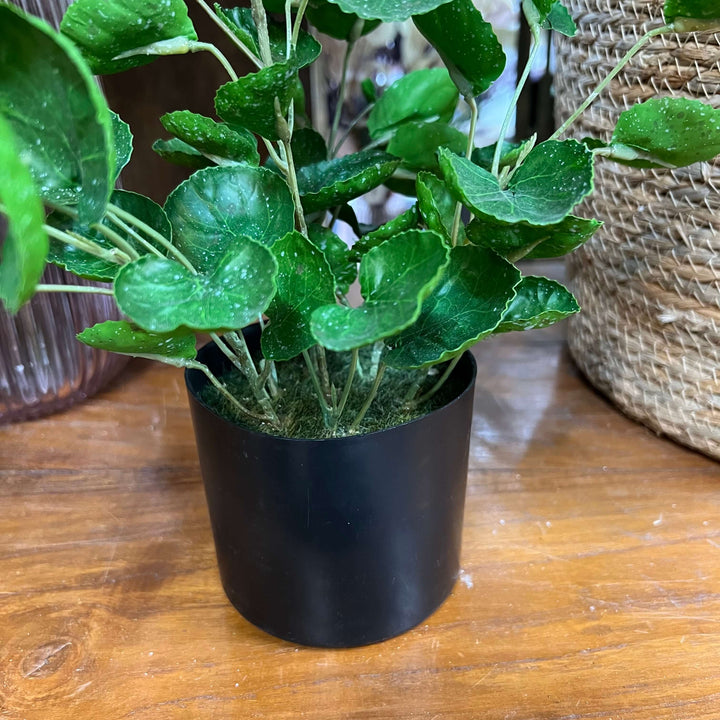 fake money plant in pot