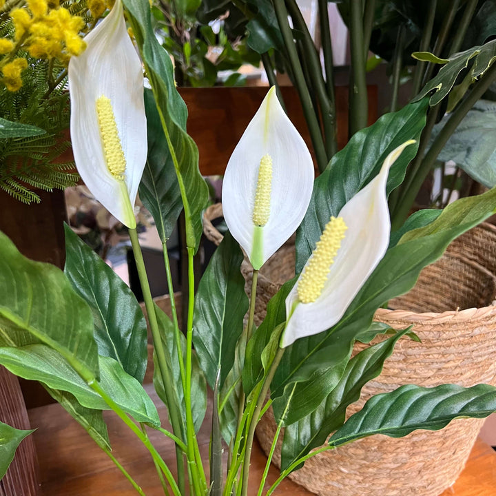 fake peace lily