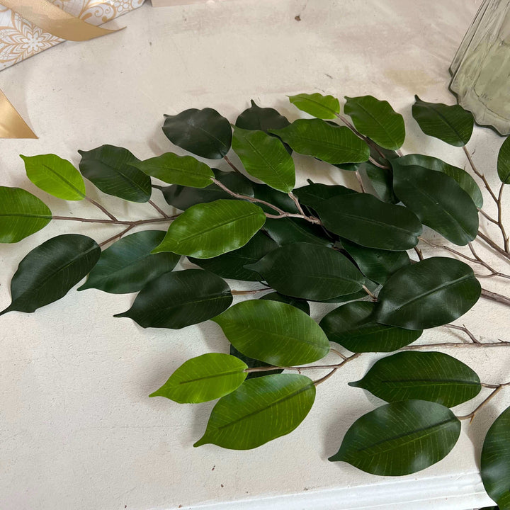 ficus leaf spray