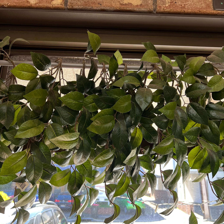 hanging camellia branches