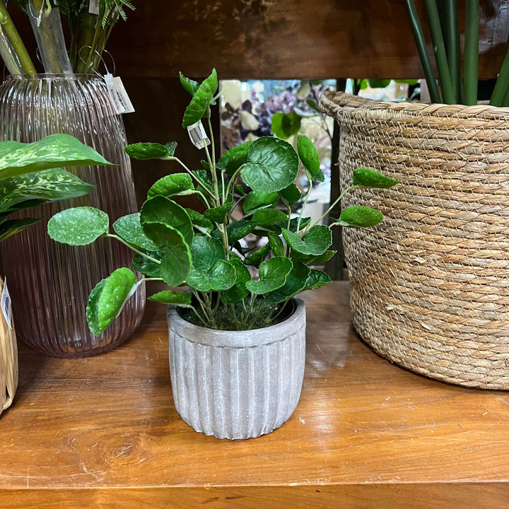 money plant