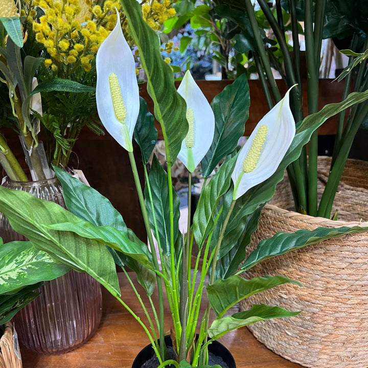 peace lily flowers