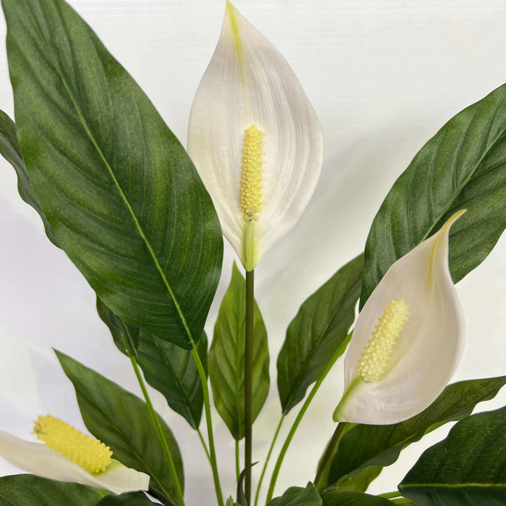 peace lily flowers and leaves