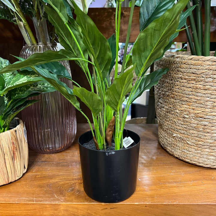 peace lily in pot