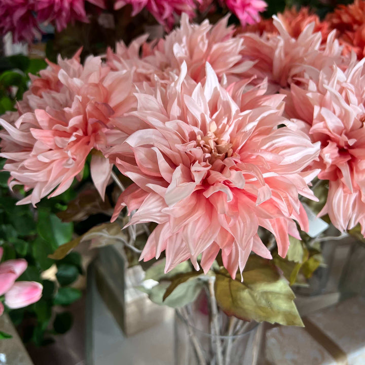 pink dahlia flowers