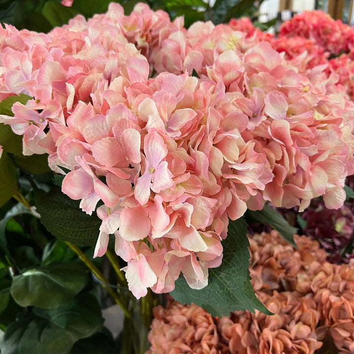 pink hydrangea flowers