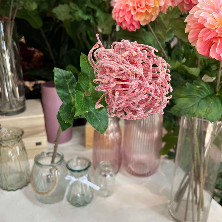 pink pincushion protea stem