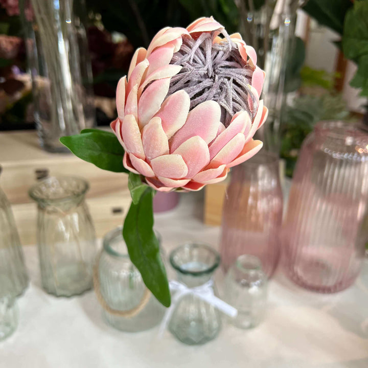 pink protea flower