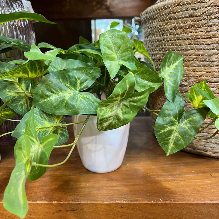 potted hanging syngonium