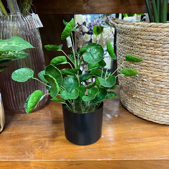 potted money plant