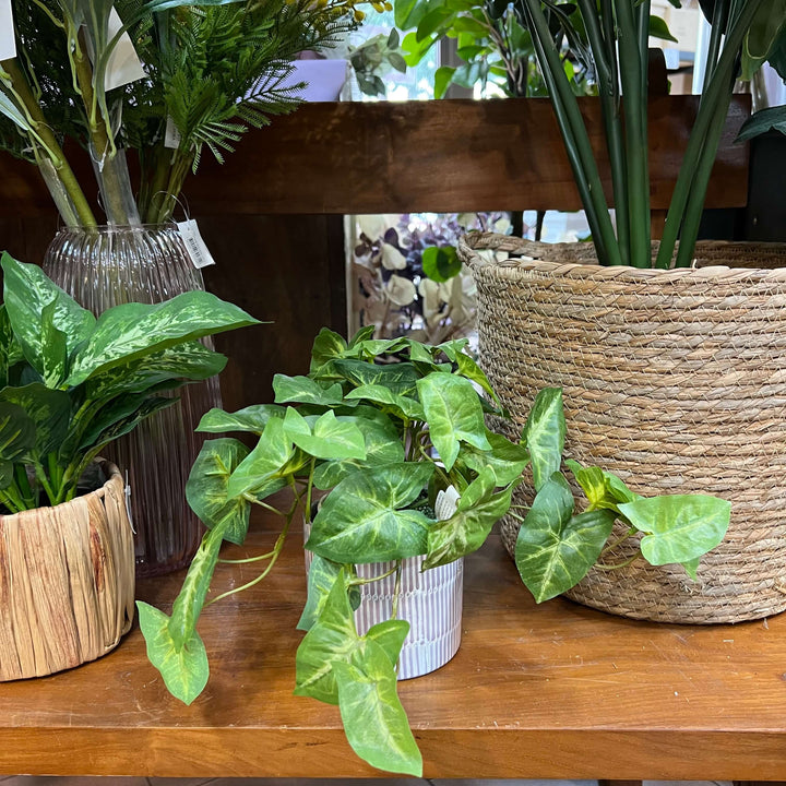 potted syngonium plant