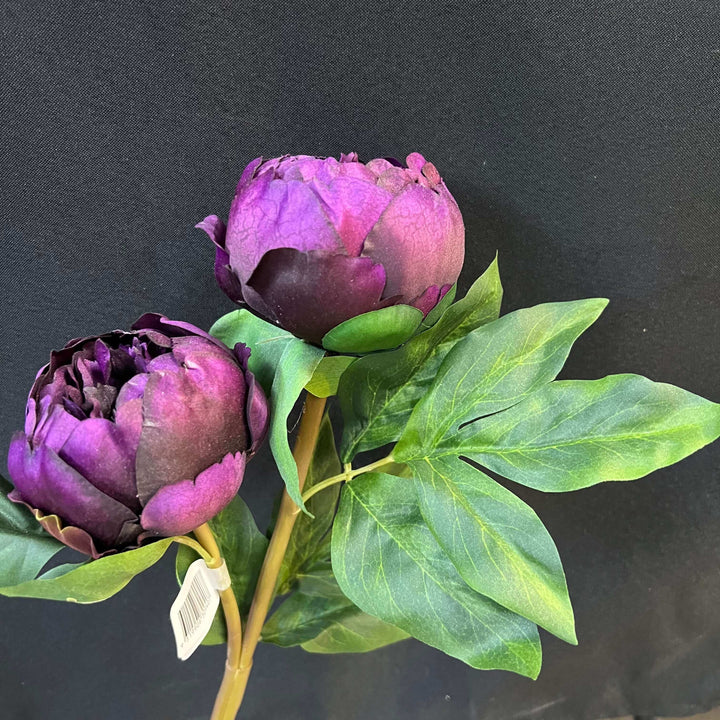 purple peony flower