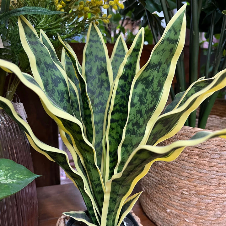 snake plant leaves