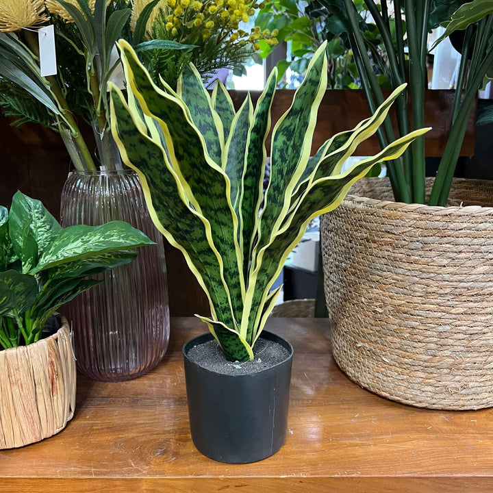 fake snake plant