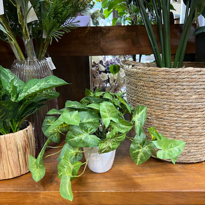 syngonium in white pot