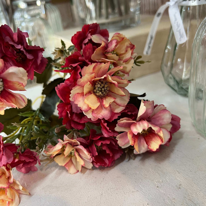 two tone cosmos flowers