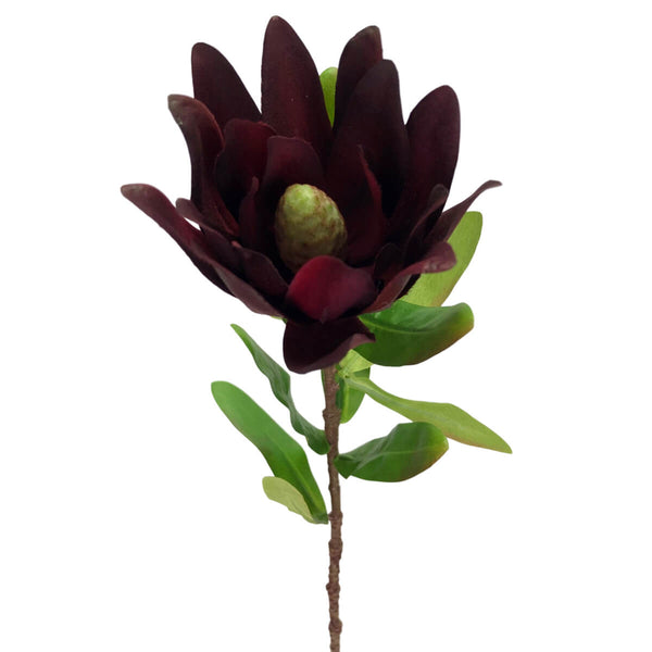 Burgundy Leucadendron 57.5cm