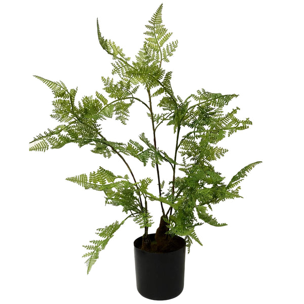 Green Potted Lace Fern 60cm