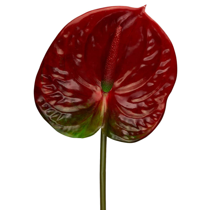 Red Anthurium 66cm