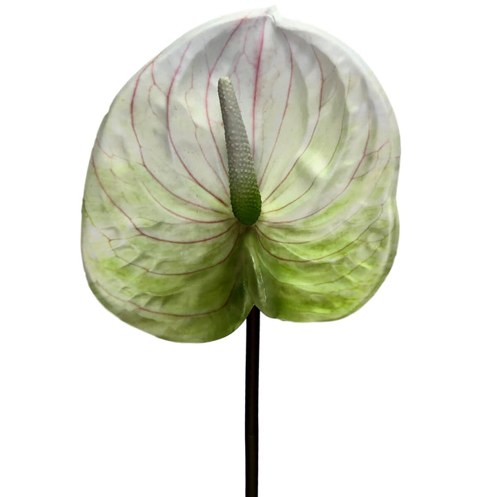 White Anthurium 66cm